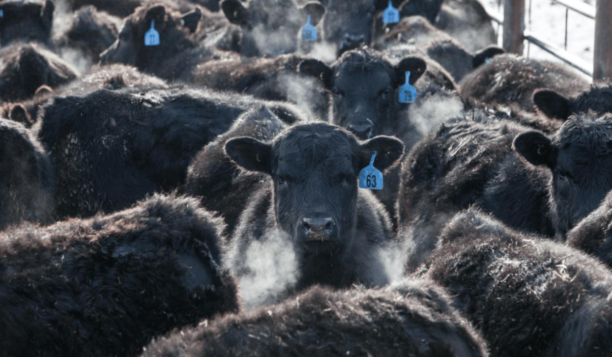 Black cattle herd with ear tags in winter